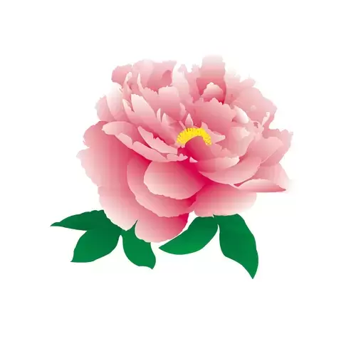粉紅牡丹插圖