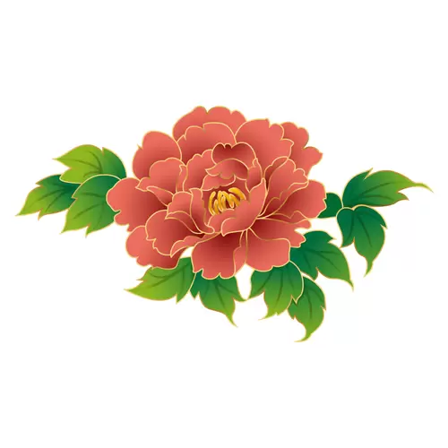 牡丹花插圖素材