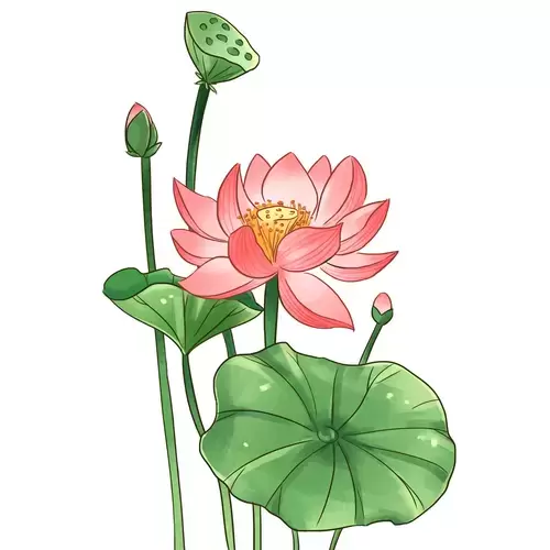 荷花插圖素材