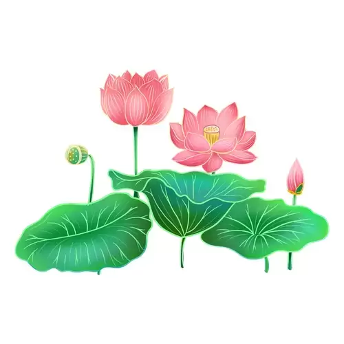 荷花插圖