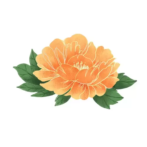 黃牡丹花插圖素材
