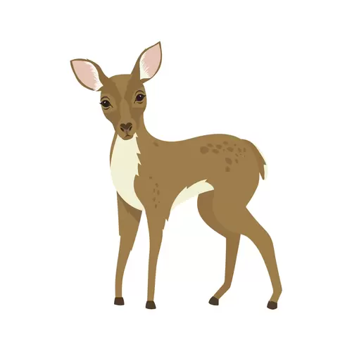 森林動物-梅花鹿插圖