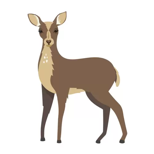 森林動物-梅花鹿插圖素材