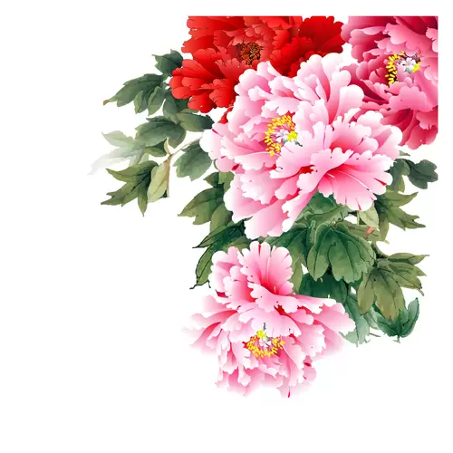牡丹花插圖素材