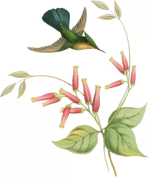 花與鳥插圖