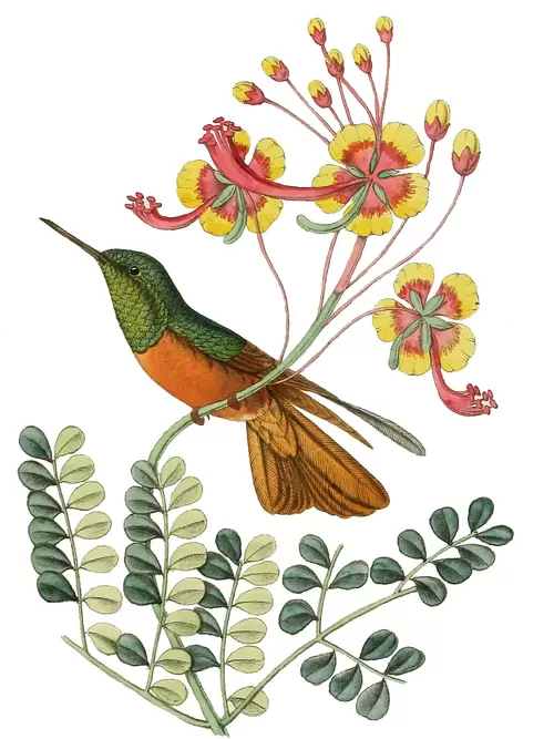 花與鳥插圖素材