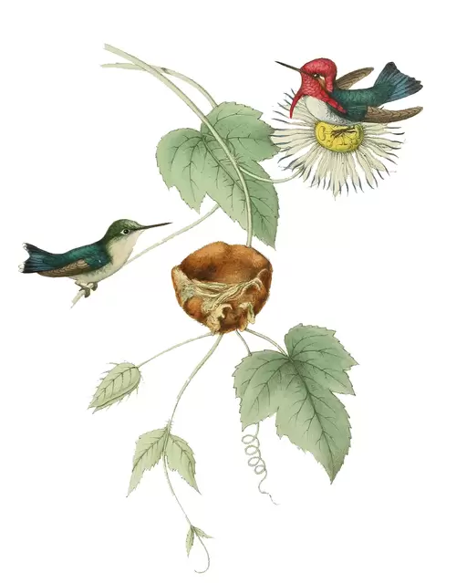 花與鳥插圖