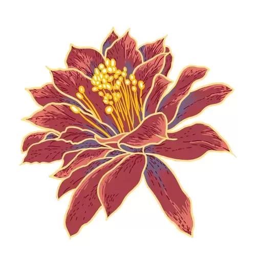 紅牡丹花插圖