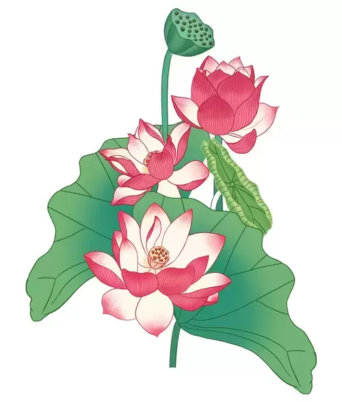 荷花插圖