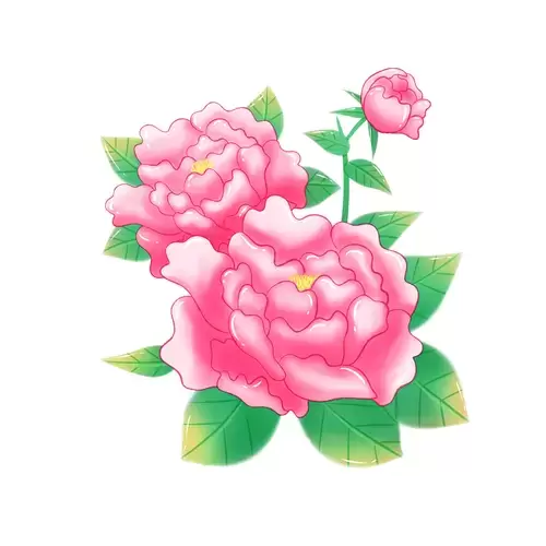 粉紅牡丹插圖素材