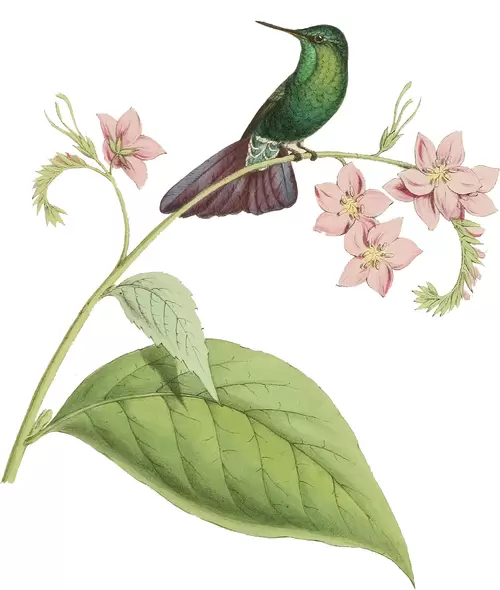 花與鳥插圖