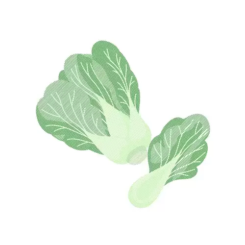 蔬菜-大白菜插圖素材