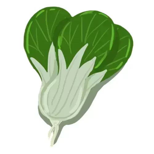 蔬菜-白菜插圖素材