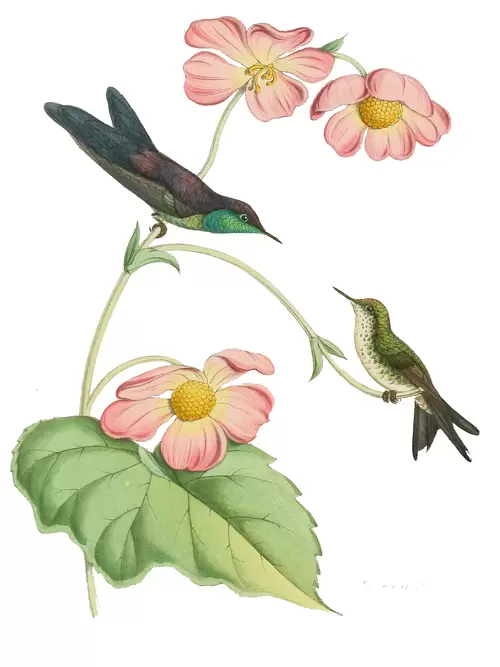 花與鳥插圖素材