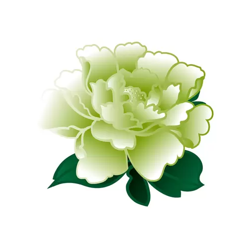 牡丹花插圖素材