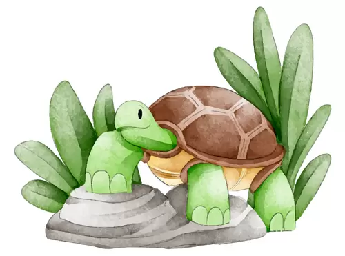 動物-烏龜插圖