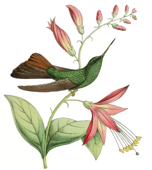 花與鳥插圖素材