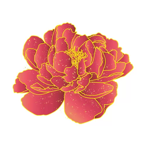 牡丹花插圖素材