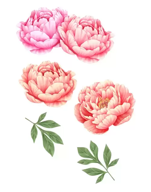 粉紅牡丹插圖素材