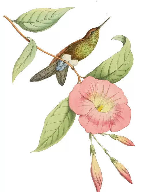 花與鳥插圖素材