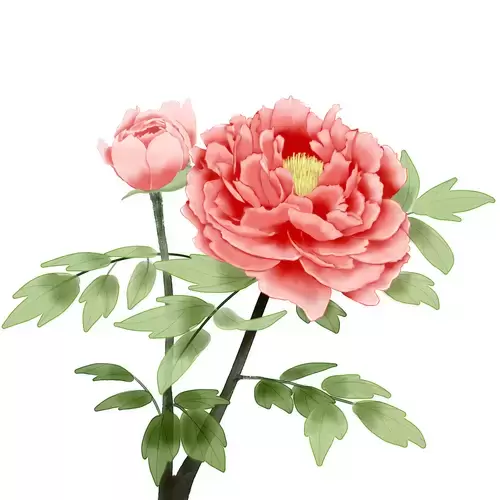 牡丹花插圖素材