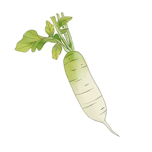 蔬菜-蘿蔔插圖
