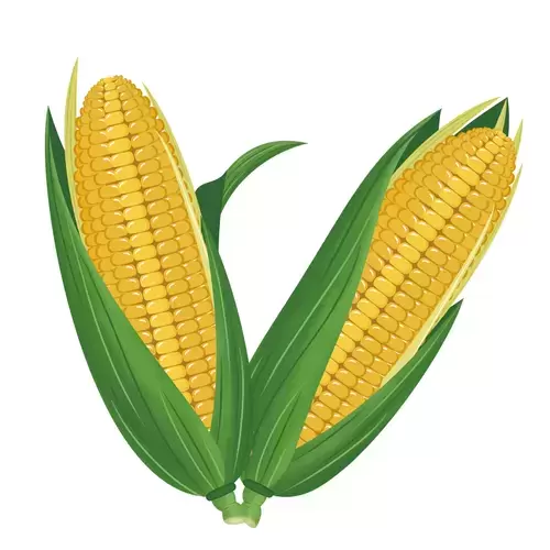 蔬菜-玉米插圖素材