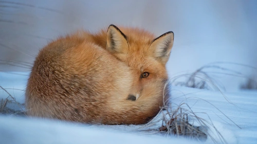 狐狸4K高清桌布