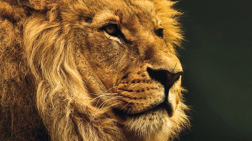獅子4K高清桌布