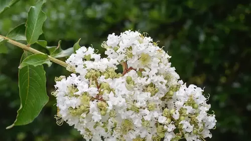 白薔薇4K高清桌布